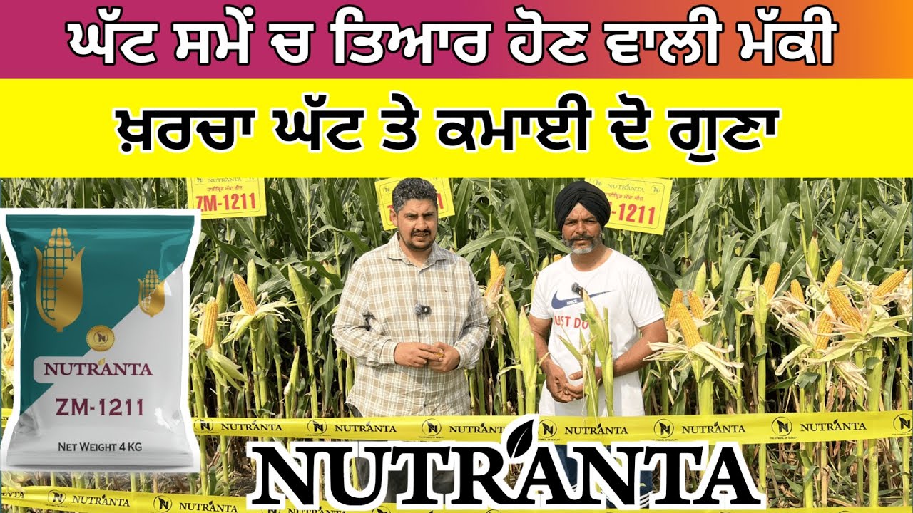 ਘੱਟ ਖ਼ਰਚ ਤੇ ਵੱਧ ਨਫ਼ਾ ਘੱਟ ਸਮੇਂ ਚ ਤਿਆਰ ਹੋਣ ਵਾਲਾ ਮੱਕੀ ਦਾ ਬੀਜ਼ | ZM 1211 | Nutranta