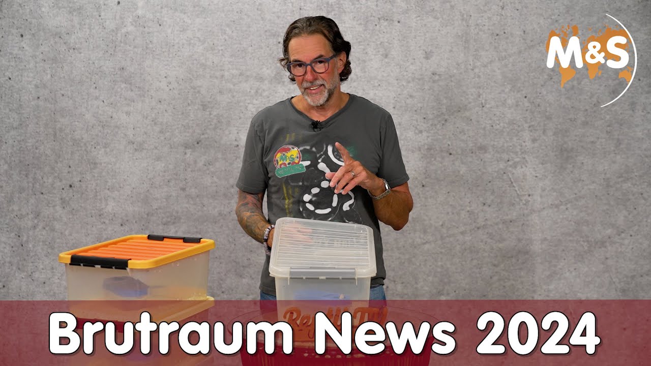 Ballpython News 2024 | Reptil TV