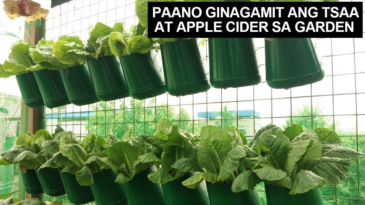 GAWING PATABA ANG NAGAMIT NA TSAA AT APPLE CIDER AS ROOTING HORMONE