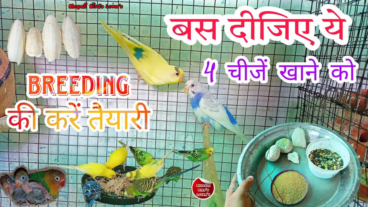 Breeding season ki preparation//तैयार हो जाओ अंडों 🥚 के लिए #birds #birdlover