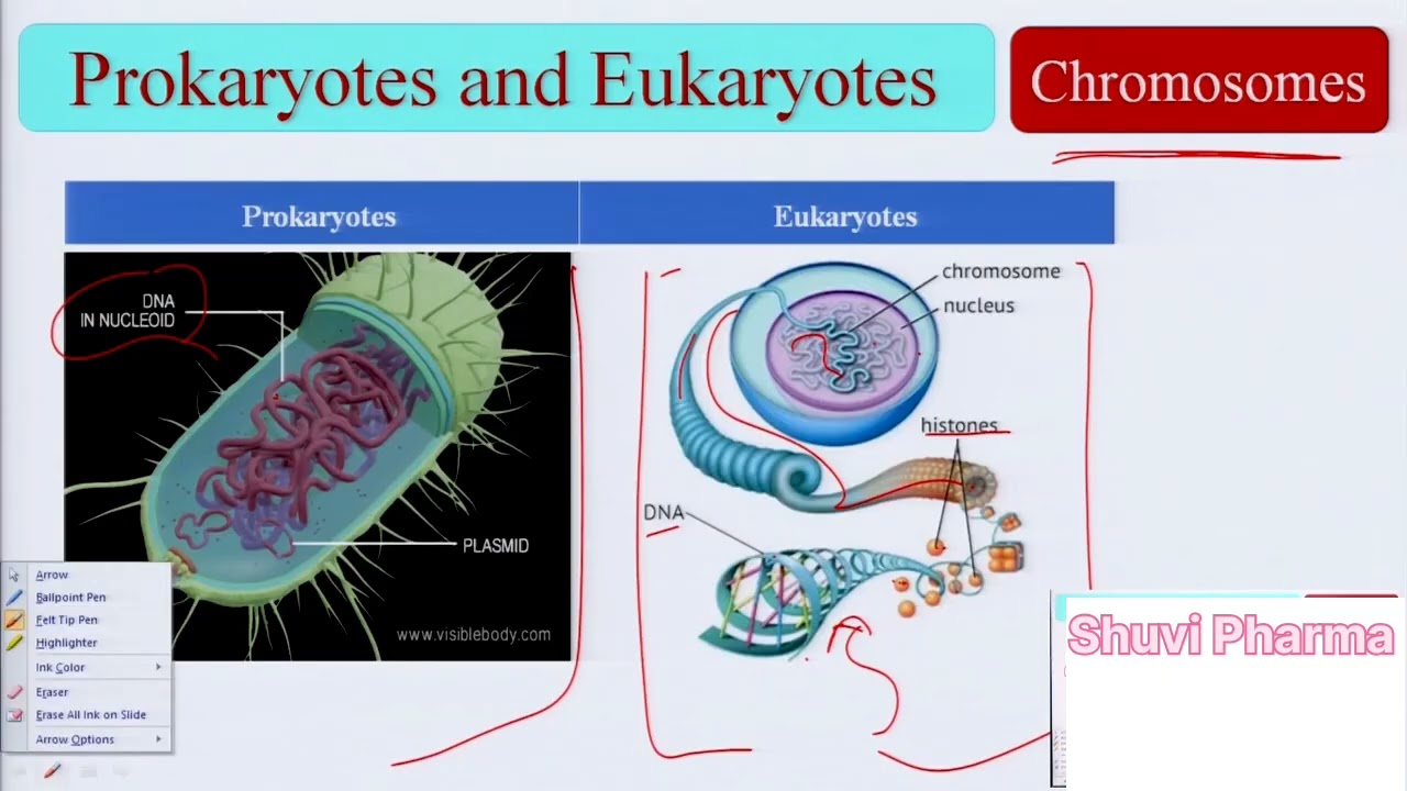 Prokaryotic & eukaryotic pharmaceutical biotechnology #science #drugregulation 