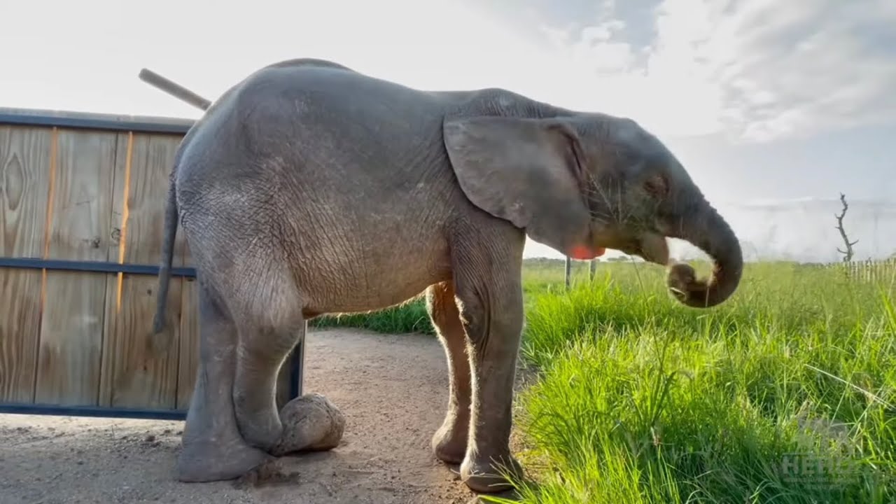 Baby Elephant Khanyisa’s Cutest Crossed-Legs Moments!