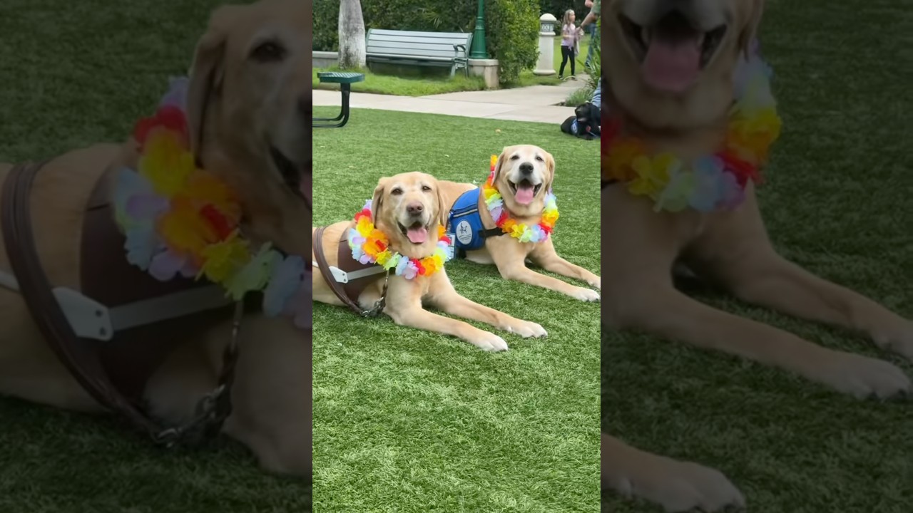 The moment my guide dog reunited with his brother #shorts