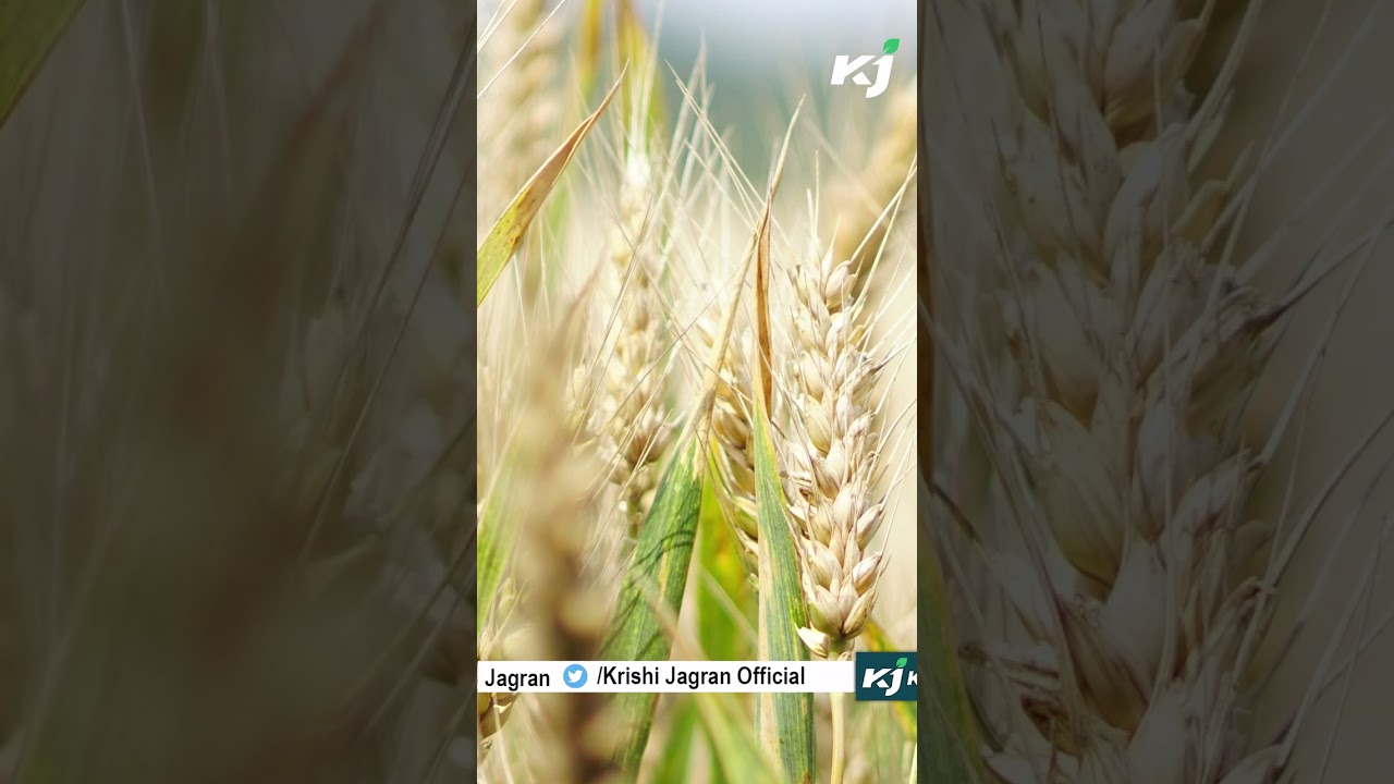 Alert! IMD Issues Warning For Punjab & Haryana Farmers