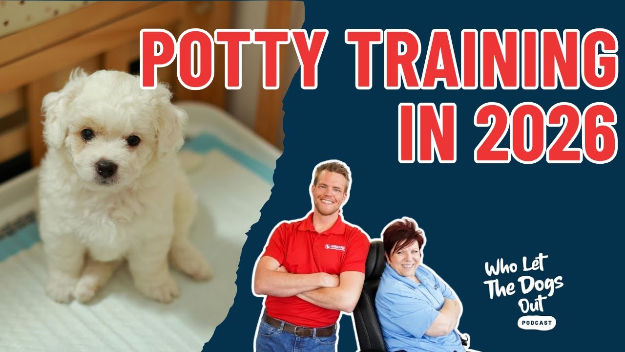 How to Potty Train Your Dog in 2026 🐾 — Dog Talk Ep. 093