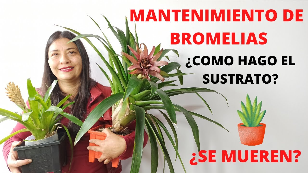 TODO SOBRE BROMELIAS, MANTENIMIENTO CORRECTO Y TIPS