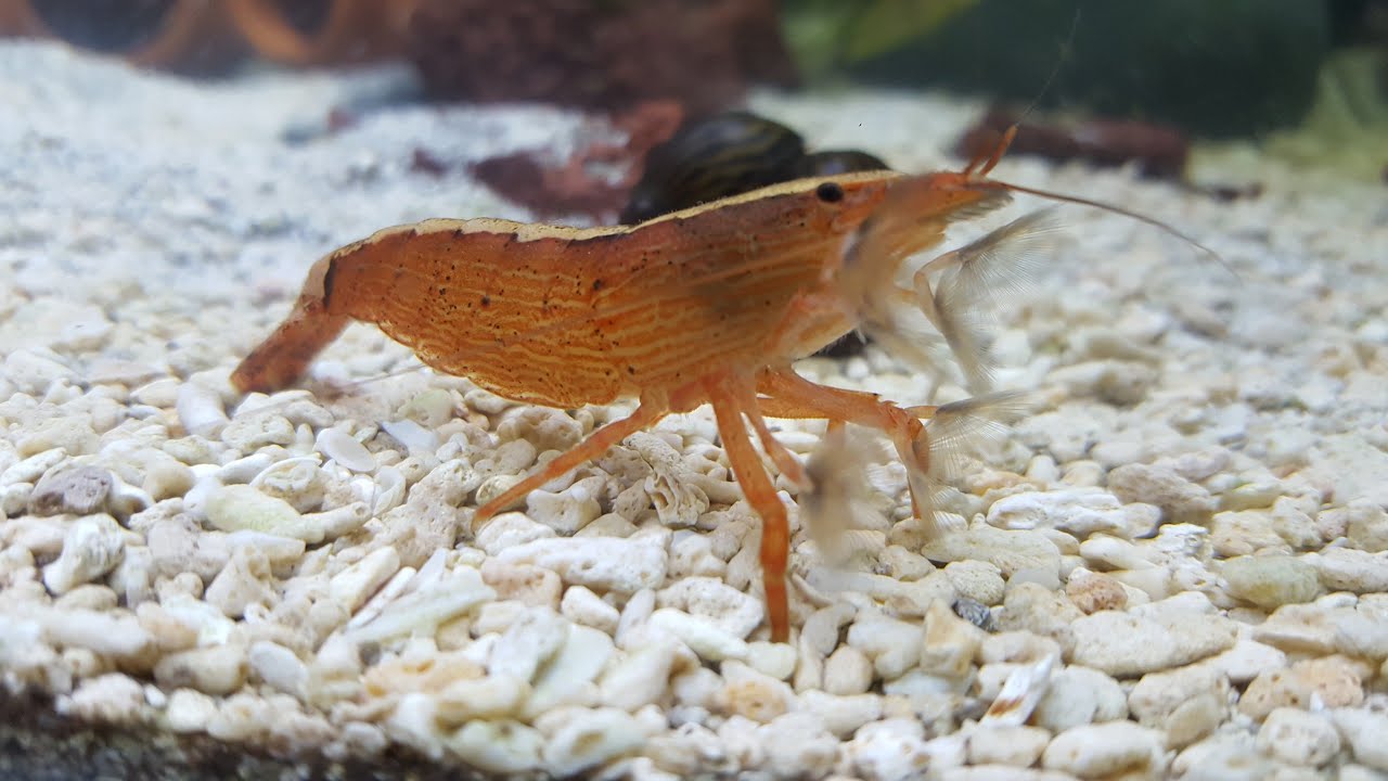 Wood shrimp my personal tips🤔