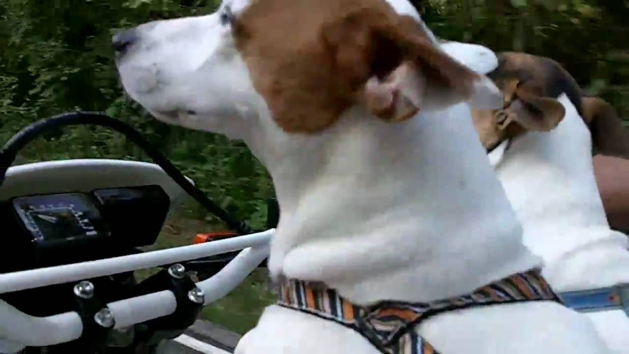 Dogs Riding Motorcycle