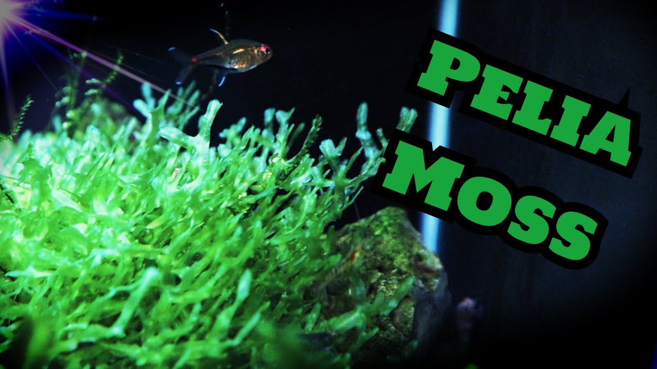 Pelia Moss &bdquo;Monosolenium tenerum&rdquo; (łatwy w utrzymaniu mech akwariowy)