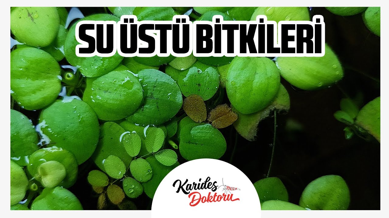 SU ÜSTÜ BİTKİLERİ
