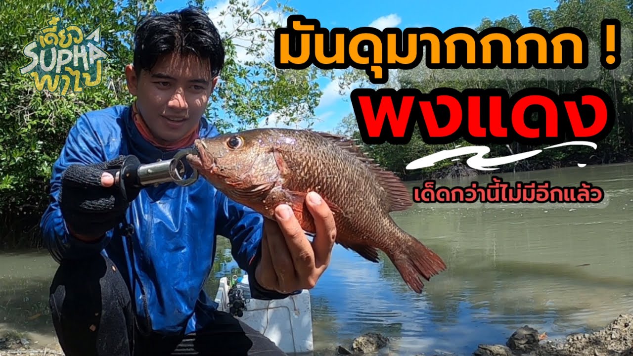 เกือบได้คันเบ็ดใหม่ เมื่อเจอปลากะพงแดงในคลองธรรมชาติโคตรดุ ! | เดี๋ยวSuphaพาไป