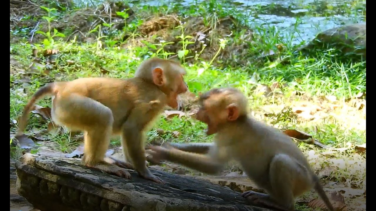 Breaking News.! There are a group Baby poor Monkey , They were bitten .!