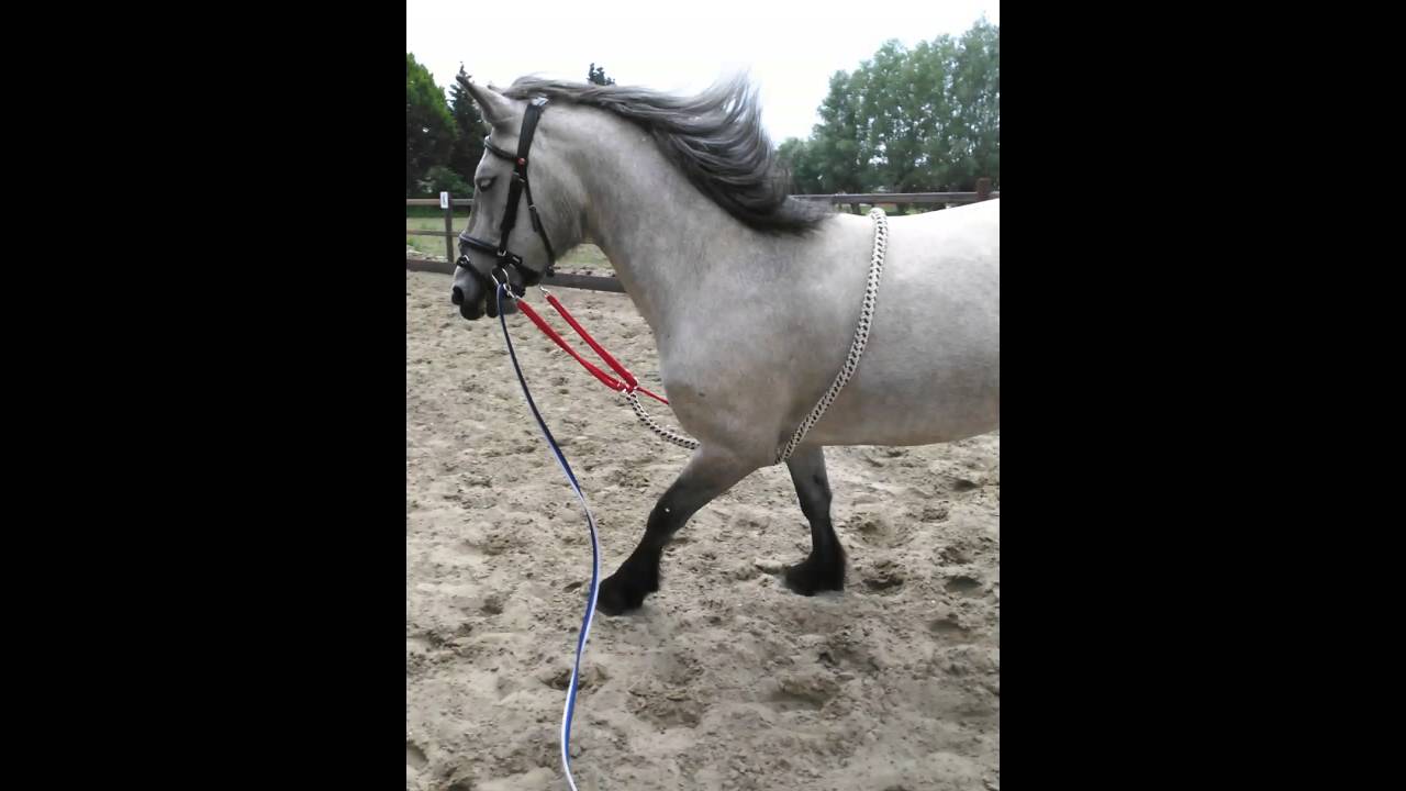 jessie snapt de longeerhulp nie whaha