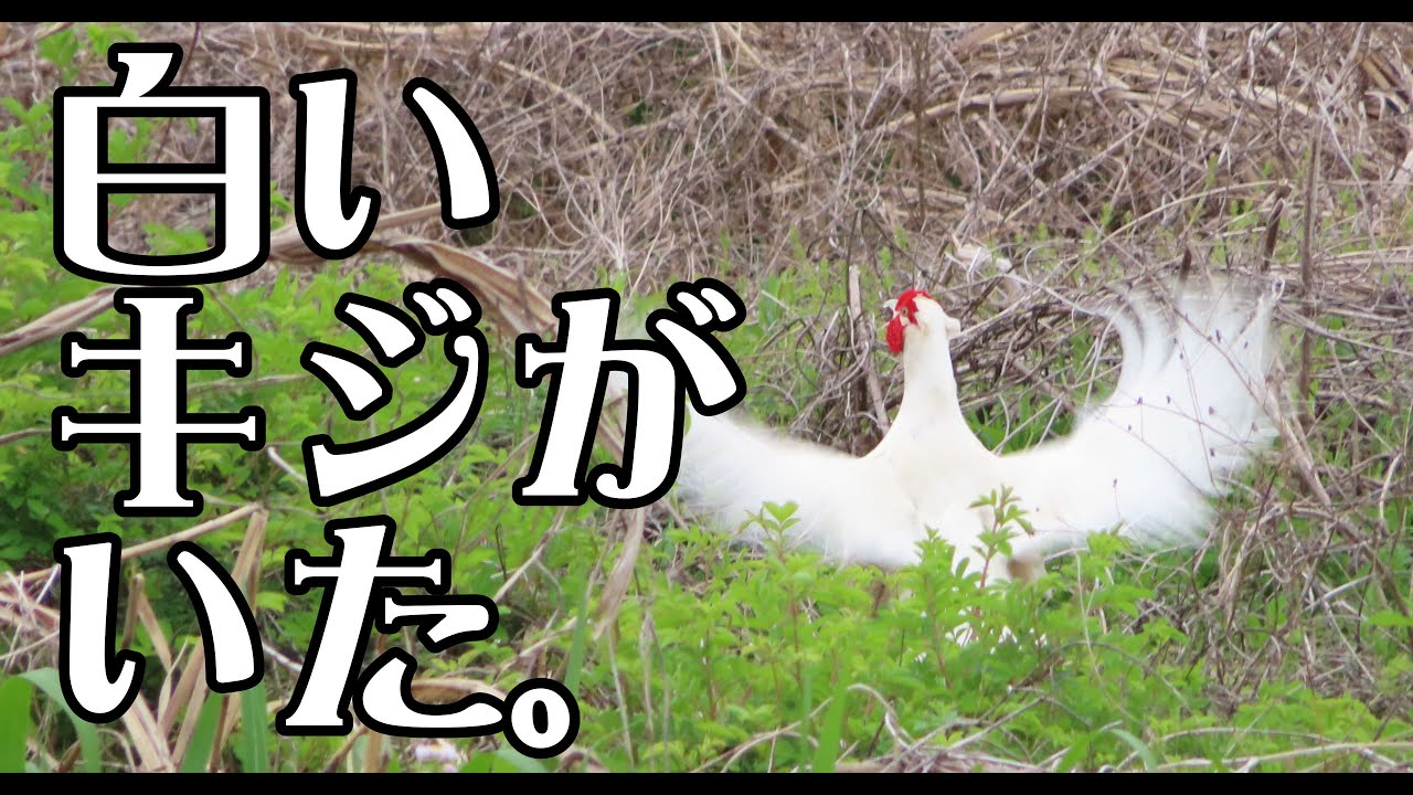 たーちゃんねる「白キジ登場編」