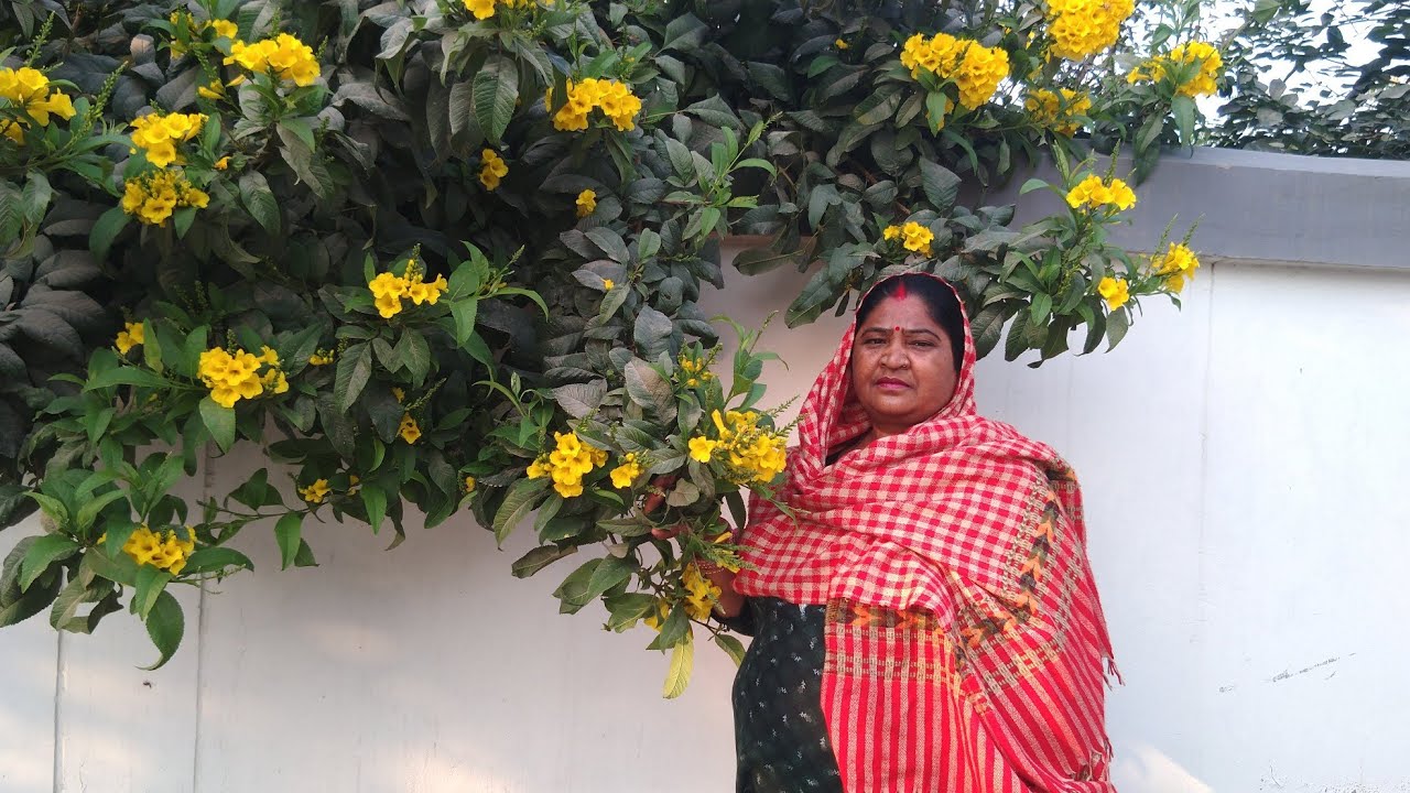 मैं आज बेल के पत्ते लेने गए थे 😀🌿