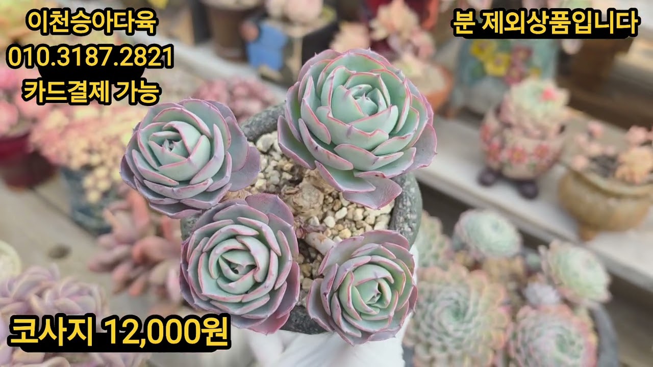 다육이는 엄청 이쁜데 사장이 영상촬영을 못해서 업로드를 못하고 있었어요~ 다육판매 #이천승아다육 #이천다육 #국민다육 #다육판매 #succulent 