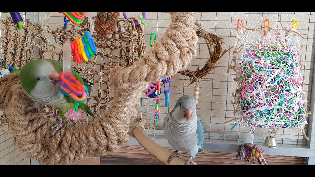 ИДЕИ ИГРУШЕК ДЛЯ ПОПУГАЕВ СВОИМИ РУКАМИ!