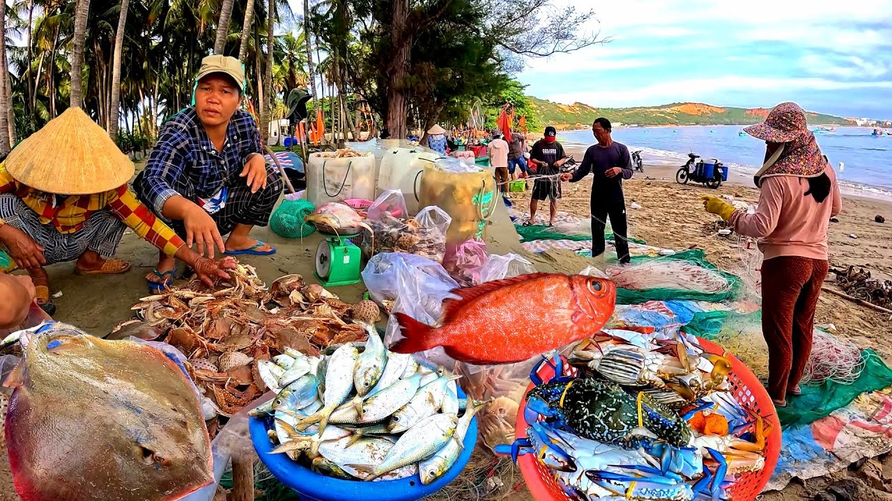 Bãi Sau Hòn Rơm Mũi Né Bà Con Đi Lưới Ghẹ Trúng Mùa Biển Động Món Cá Đuối Sấu Mở Hành | P 414