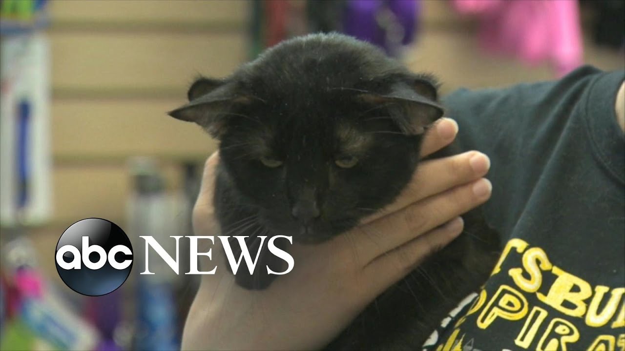 Cat With Four Ears Up For Adoption