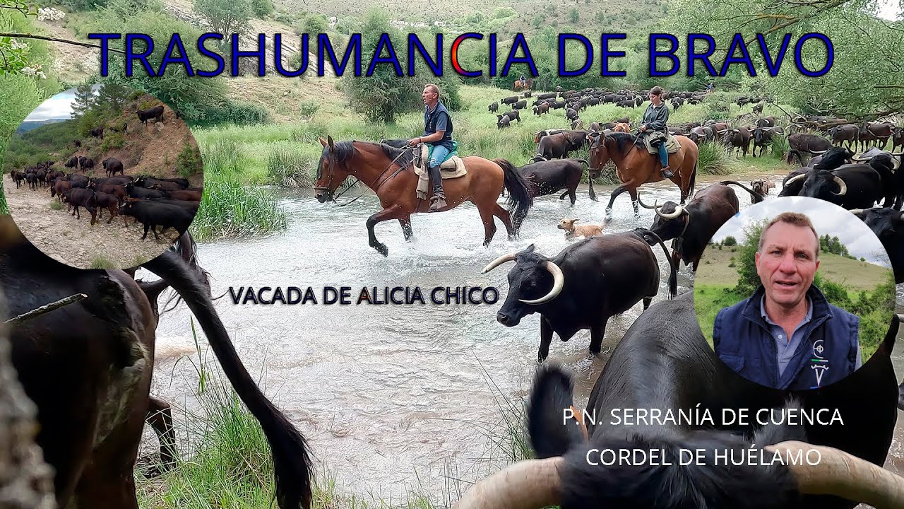 TRASHUMANCIA DE BRAVO. VACADA DE ALICIA CHICO POR EL P.N. DE LA SERRANÍA DE CUENCA
