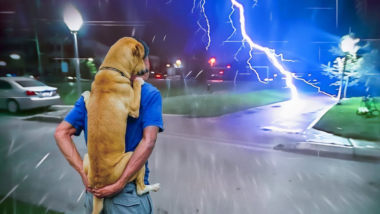 GRACIOSOS ANIMALES REACCIONAN AL CLIMA LOCO