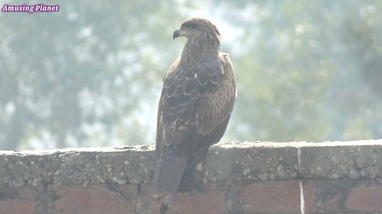 Steppe eagle (Aquila nipalensis)