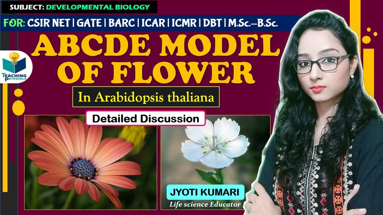 ABCDE MODEL OF FLOWER || Arabidopsis thaliana || CSIR NET || GATE || JYOTI KUMARI
