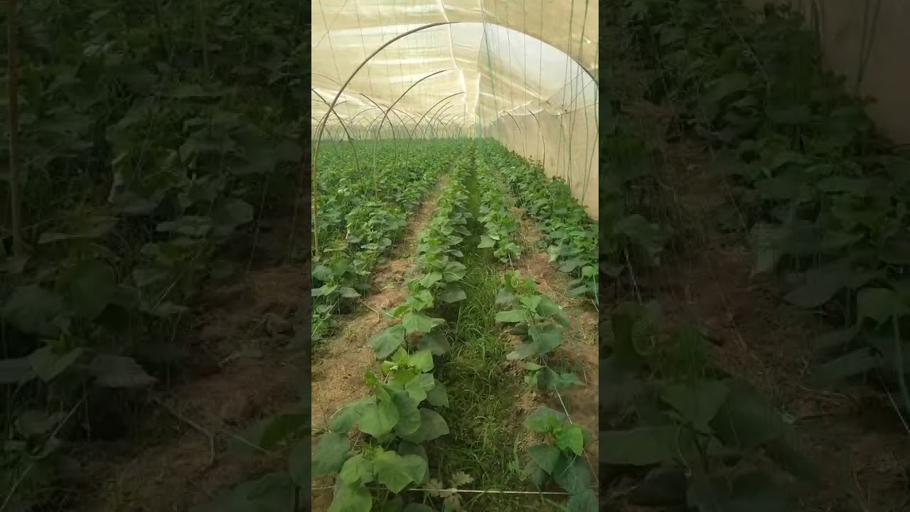 #tunnel #farming #agriculture #technology #innovation #pakistan #vegetables ##subscribe #support