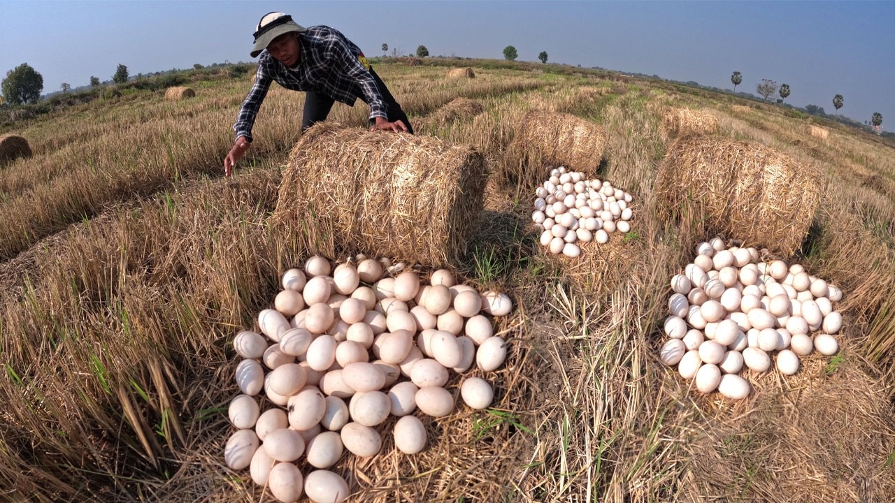 OMG - Amazing skills man pick a lot of duck eggs by lucky hand in rice field
