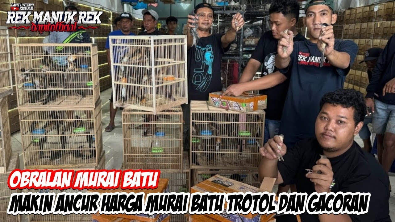 OBRALAN MURAI BATU !!! MAKIN ANCUR HARGA MURAI BATU TROTOL DAN GACORAN