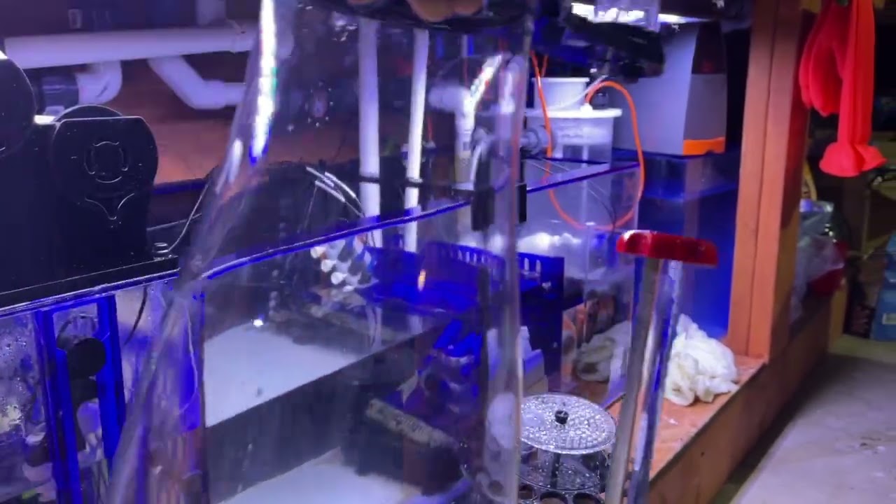 Bubble-Magus. Curve 9 Elite Protein Skimmer cleaning.