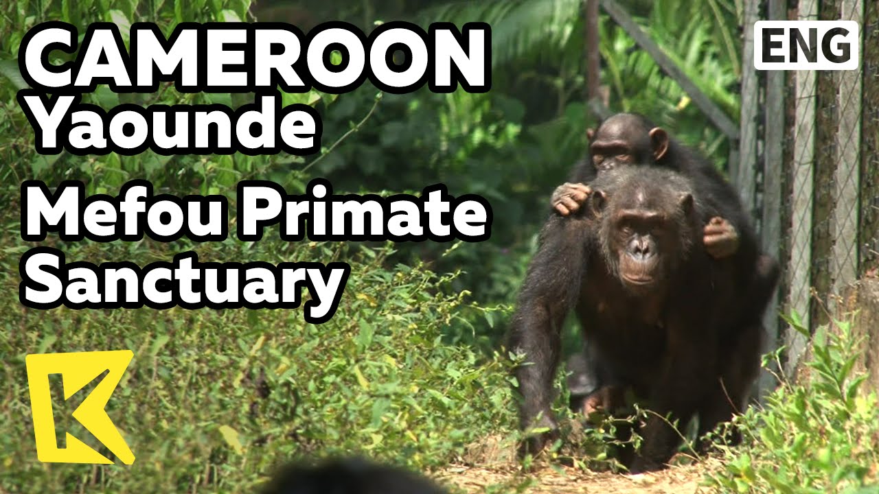 【K】Cameroon Travel-Yaounde[카메룬 여행-야운데]침팬지 고릴라 보호소/Mefou Primate Sanctuary/Chimpanzee/Gorilla/Orphan