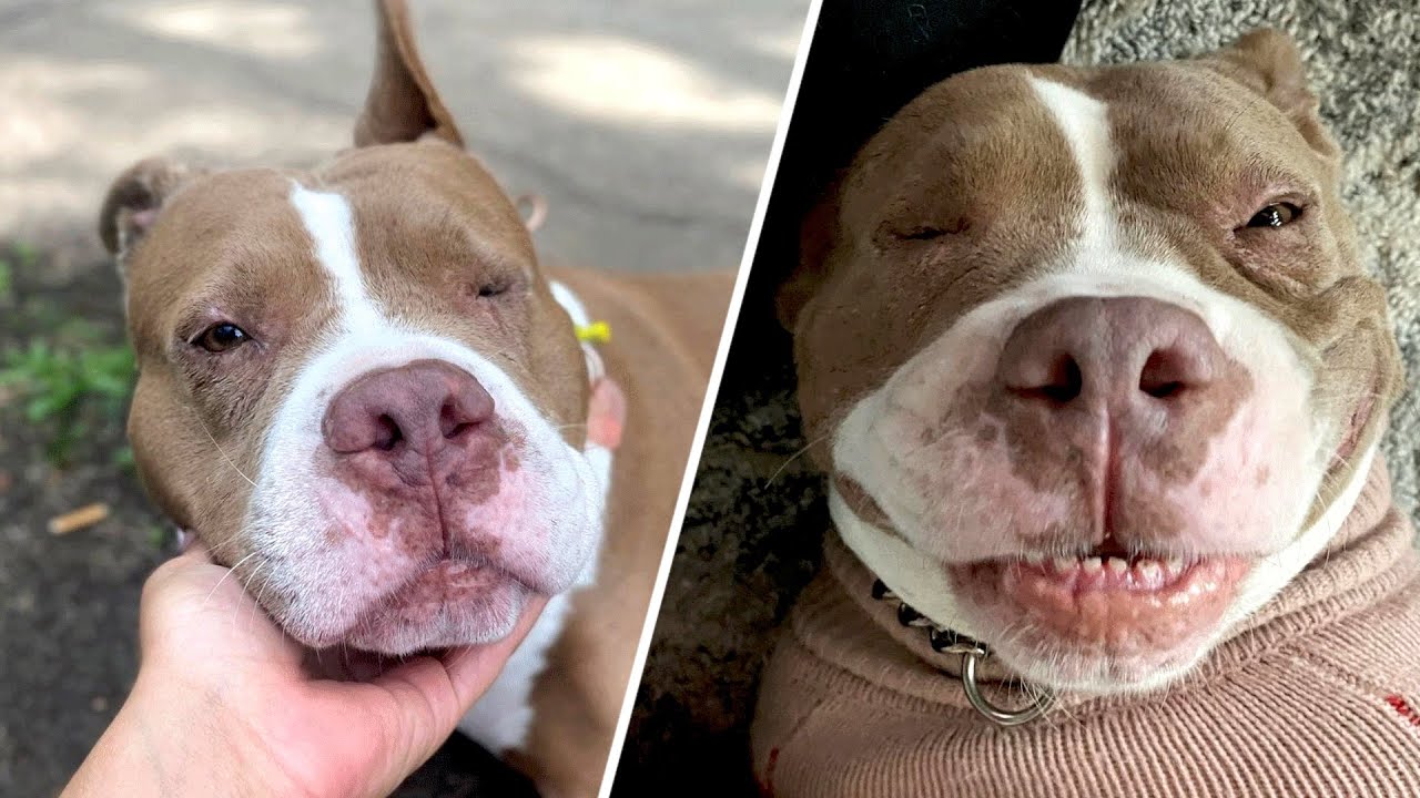 Dog was chained outside for years. Then she got a taste of indoors.