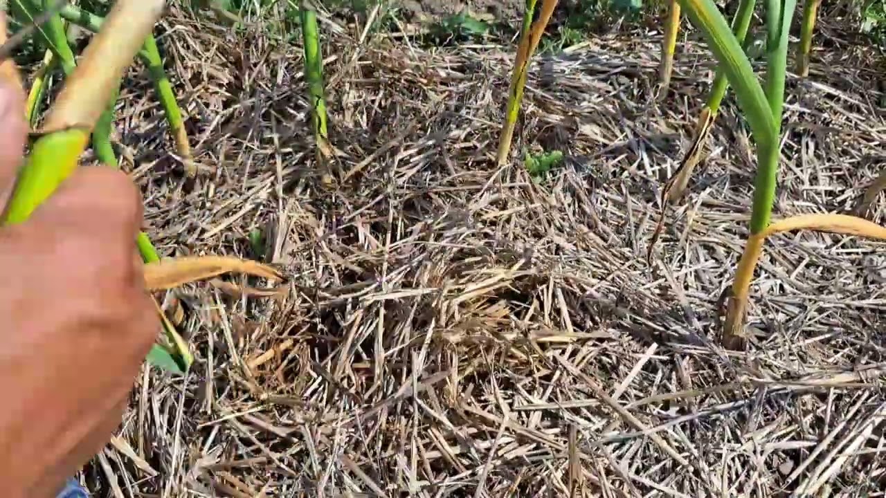 Pulling garlic (wet ground)