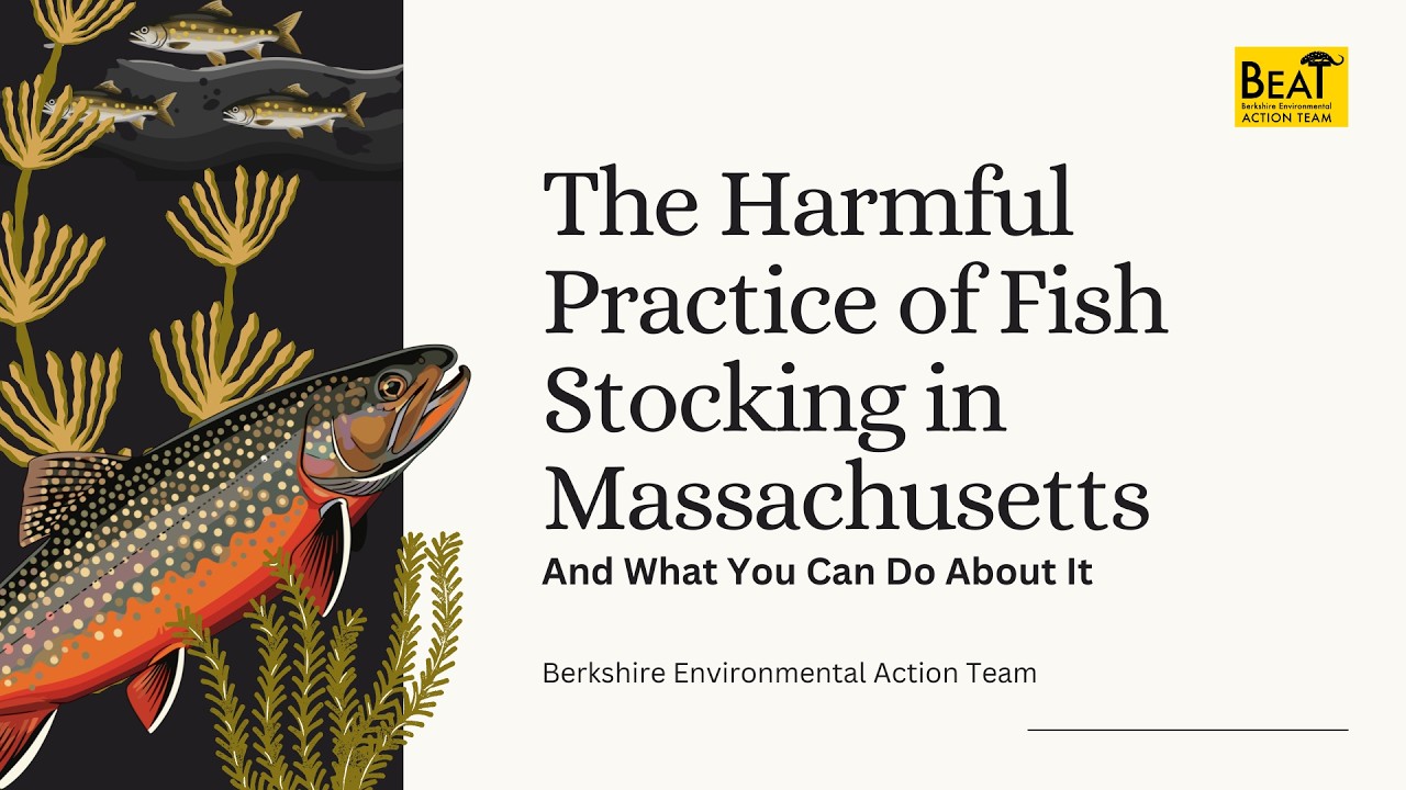 The Harmful Practice of Fish Stocking in Massachusetts and What You Can Do to Help (Webinar)