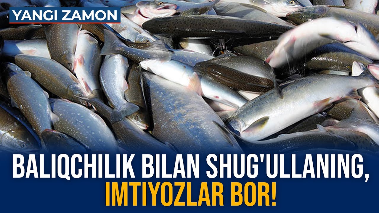 Baliqchilik bilan shug'ullaning, imtiyozlar bor!
