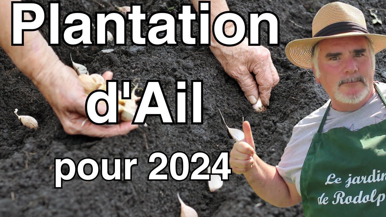 Ail Rose, Blanc, Violet : Comment le Cultiver Selon Votre R&eacute;gion