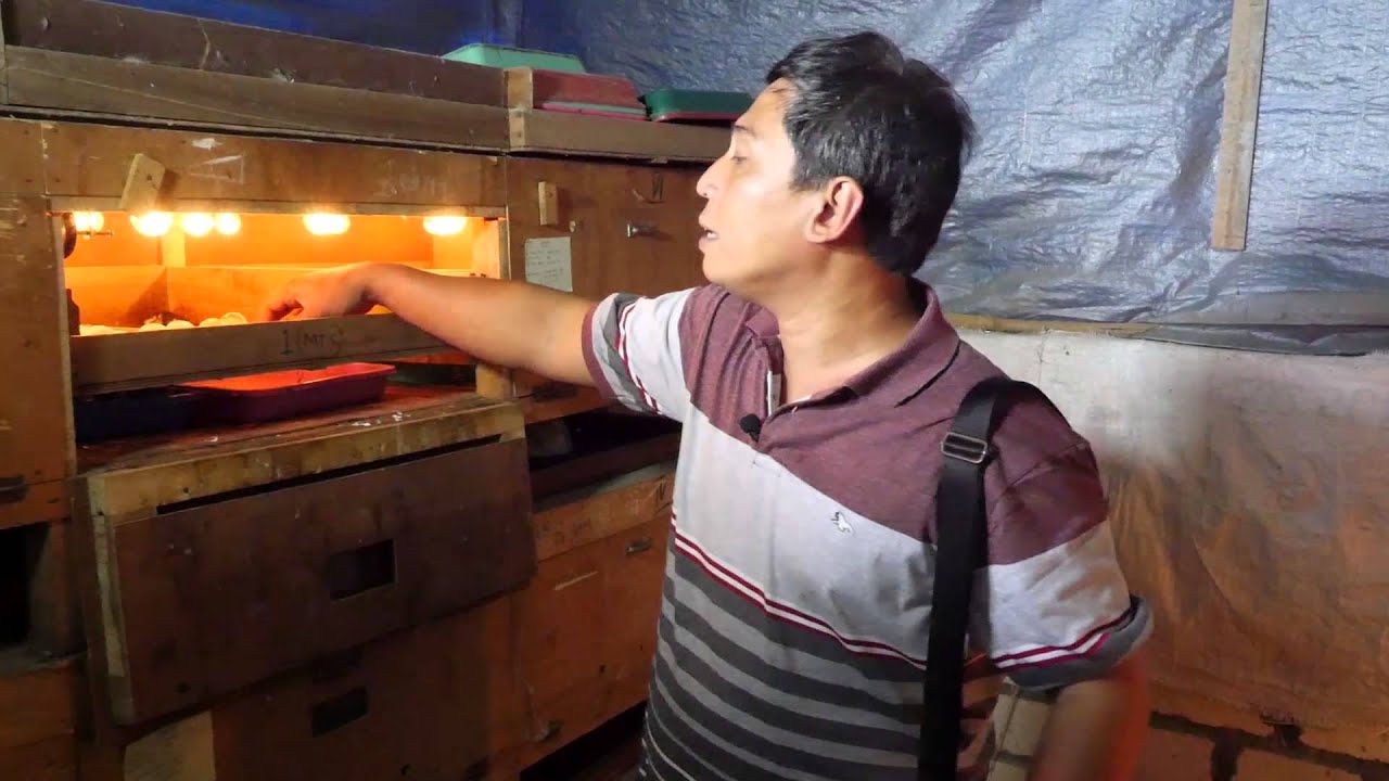 25. Mengembang Biakan Ternak