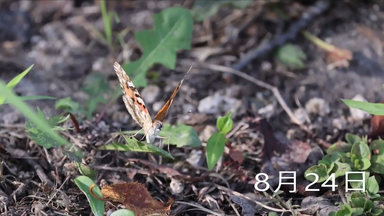 ヒメアカタテハ