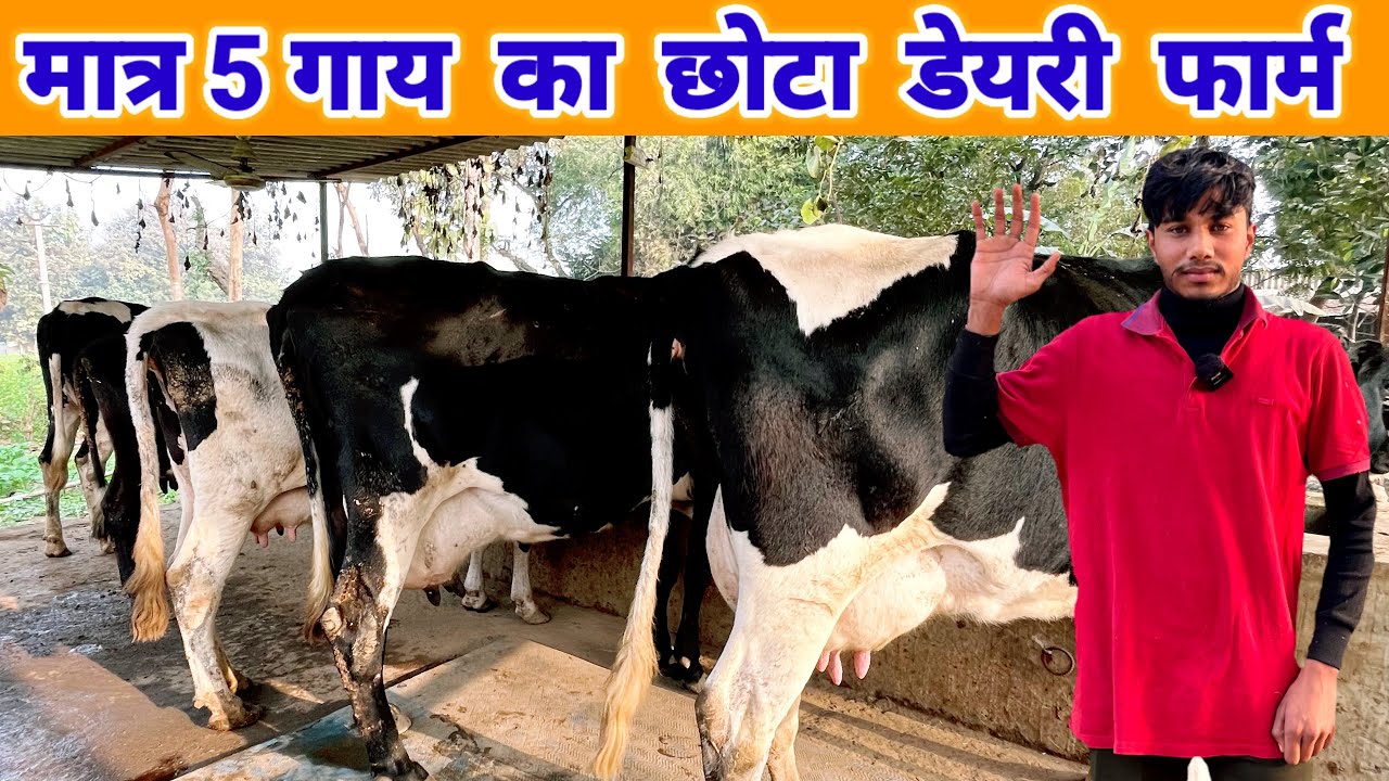 मात्र 5 गाय की फार्म से कितनी कमाई | small dairy farm business plan 