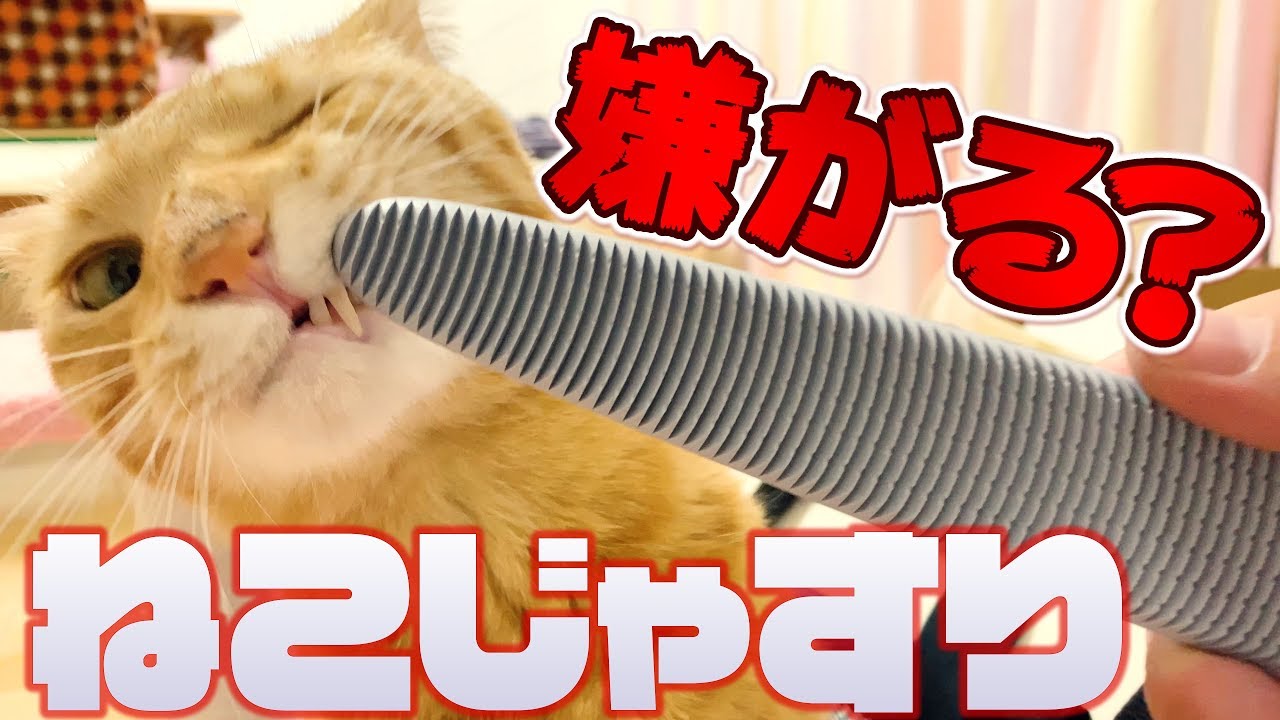 ねこじゃすりの使い方は簡単！毛繕いされているような癒し効果！嫌がる茶トラ猫の茶々とコツはマロンのように慣れること！