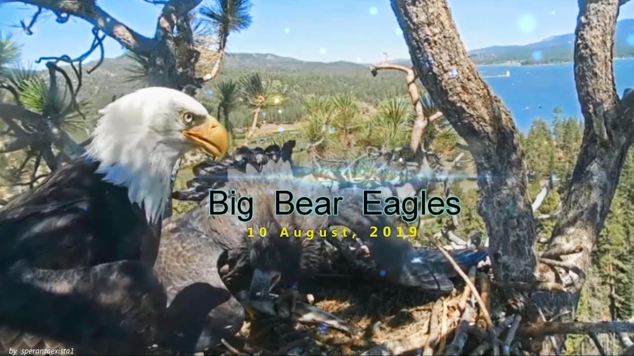 Big Bear Eagles ~ August, 10 - Simba Adventures, h 13 - 24 ~ The Fish Is Mine! & A Stellar Jay