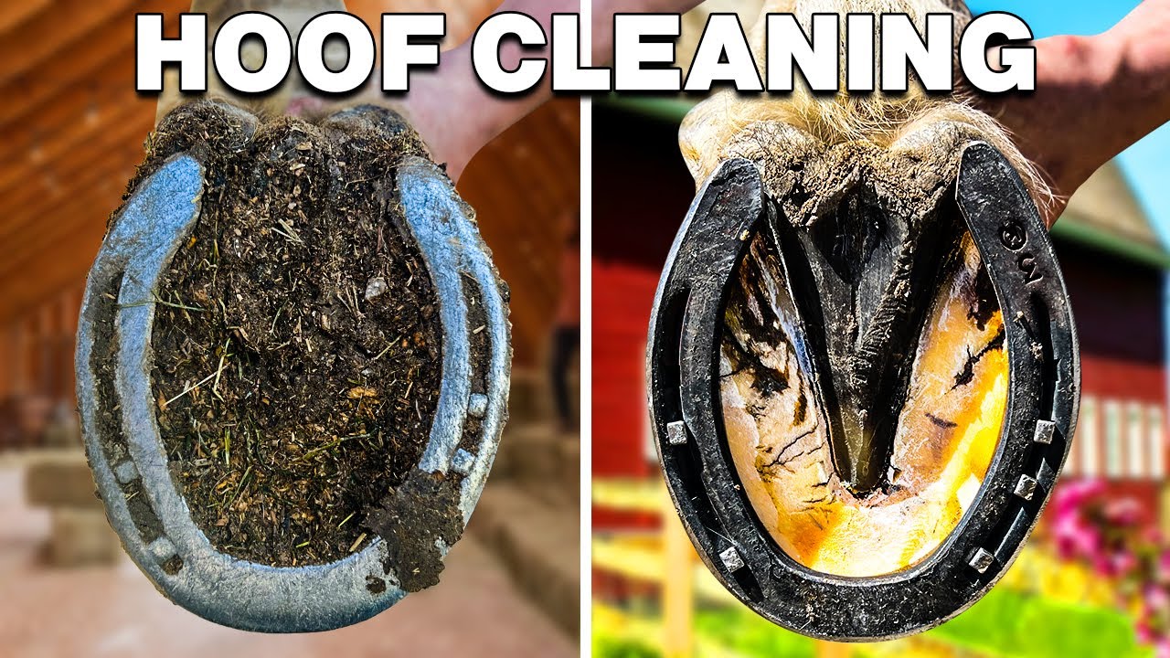 Horse Hoof Cleaning // Horse Hoof Restoration [SATISFYING]