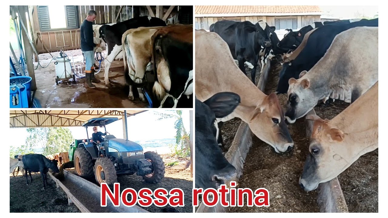 Nossa lida diária # ordenha da manhã # tratando a bicharada.