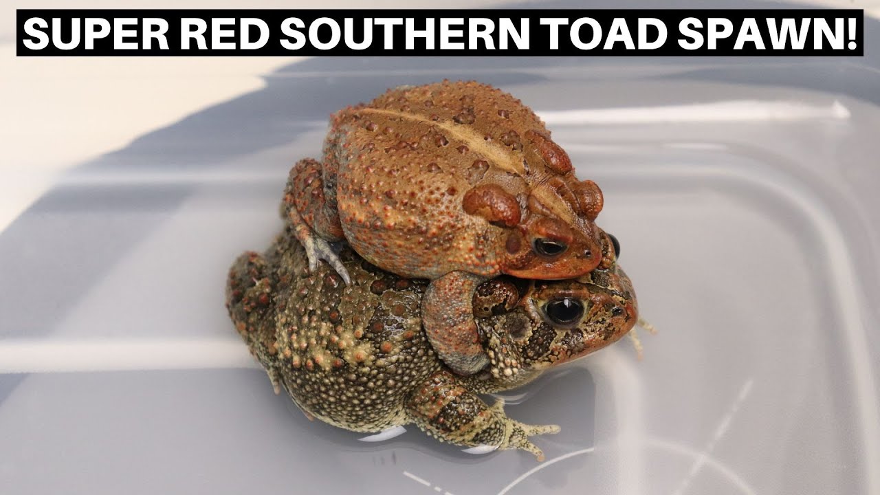 The First Super Red Southern Toad Spawn Of 2025! - Benjamin's Exotics