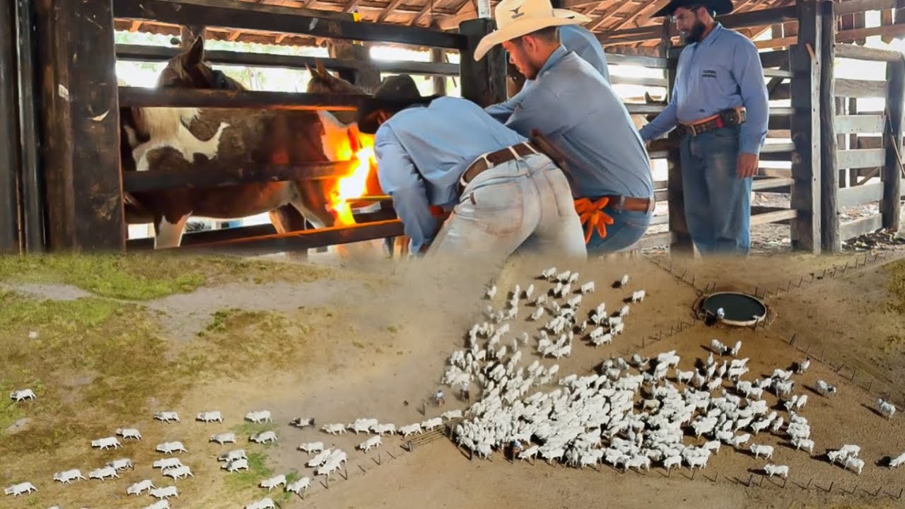 Marcamos a tropa a fogo e depois saímos pra rodar o gado .