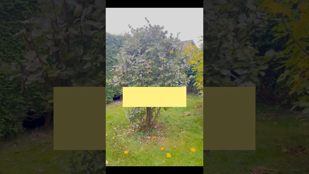 Hausgemachte Quittenmarmelade🍯 So duftet der Herbst!  مربای خانگی به عطر پاییز اینه! 🍁