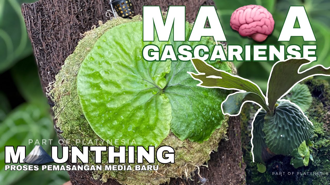 MOUNTHING PLATYCERIUM &ldquo; MADAGASCARIENSE &ldquo; BY PLATYNESIA #ceritaplatyceriumcorner1