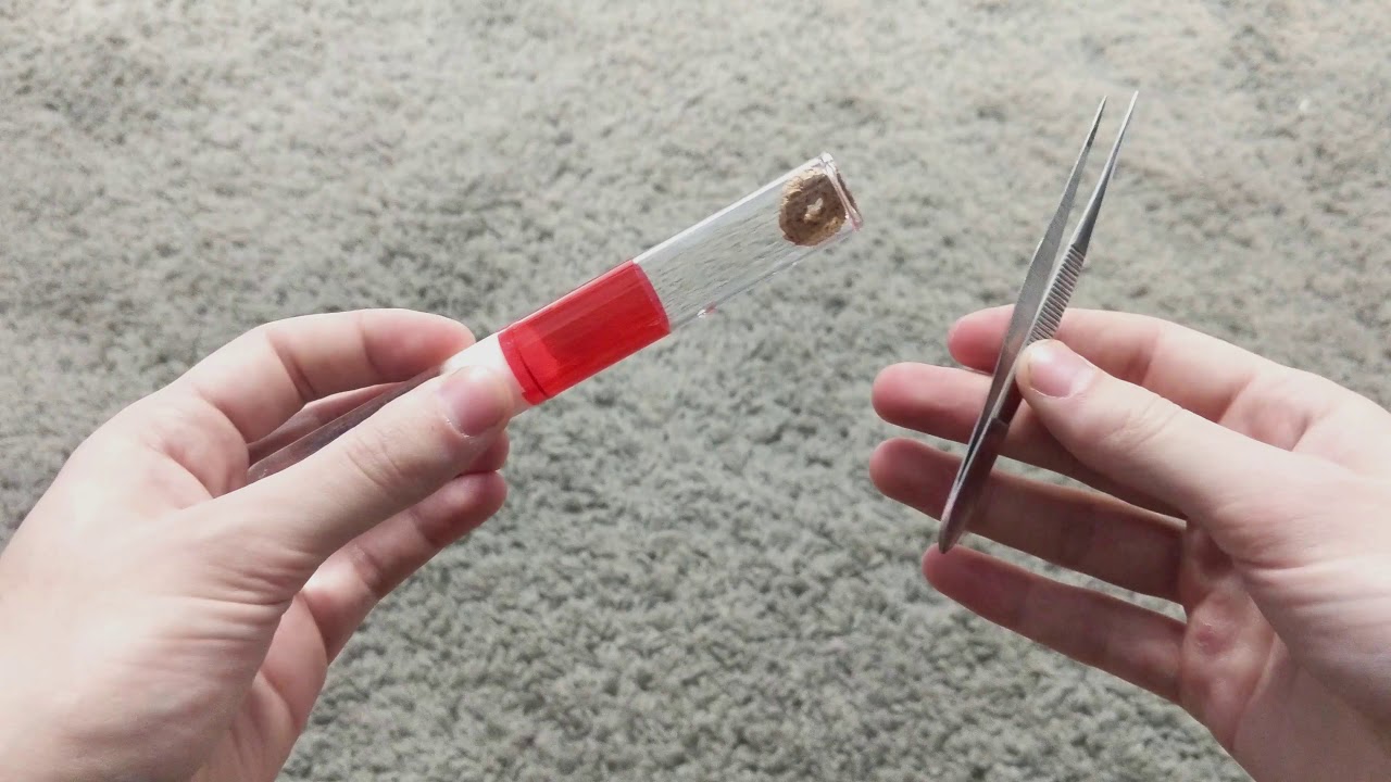 How to: Setting Up a Semi Claustral Test Tube