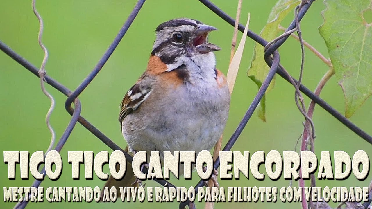 Tico tico canto encorpado mestre cantando ao vivo na natureza para ensinamento de filhotes rápidos